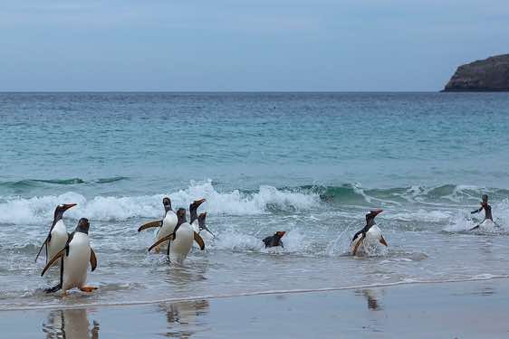Gentoo penguins are coming ashore, North Harbour, New Island, Falkland Islands