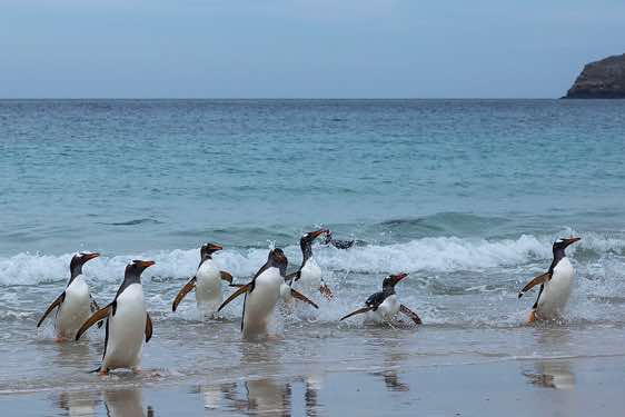 Gentoo penguins are coming ashore, North Harbour, New Island, Falkland Islands