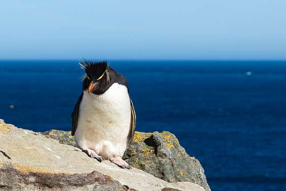 Rockhopper penguin, seabirds colony near Coffin's Harbour, New Island, Falkland Islands