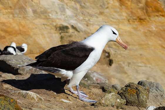 Black-browed albatross, seabirds colony near Coffin's Harbour, New Island, Falkland Islands