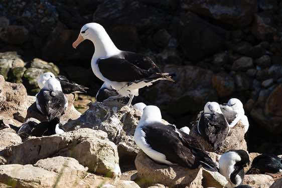 Black-browed albatross, seabirds colony near Coffin's Harbour, New Island, Falkland Islands