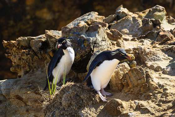 Rockhopper penguins, seabirds colony near Coffin's Harbour, New Island