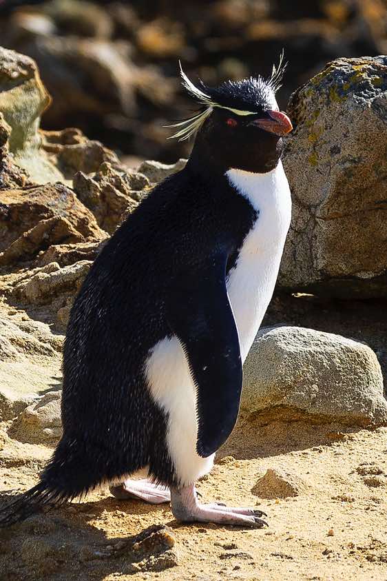 Rockhopper penguin, seabirds colony near Coffin's Harbour, New Island, Falkland Islands