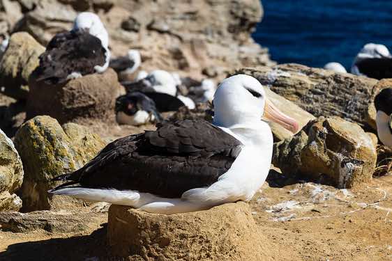 Nesting Black-browed albatross, seabirds colony near Coffin's Harbour, New Island, Falkland Islands