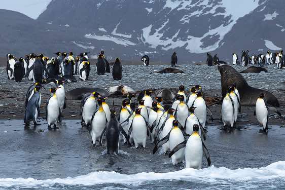 King penguins and Fur seals on the beach, Salisbury Plain