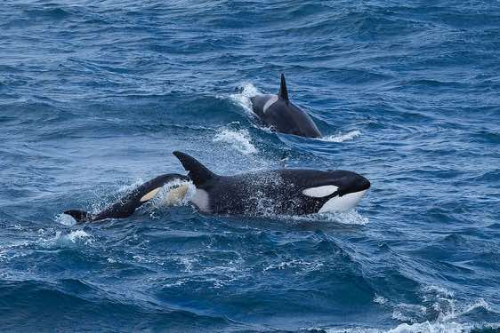 Orcas or killer whales with a small calve, South Georgia
