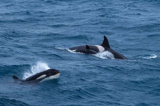 Orcas or killer whales, South Georgia