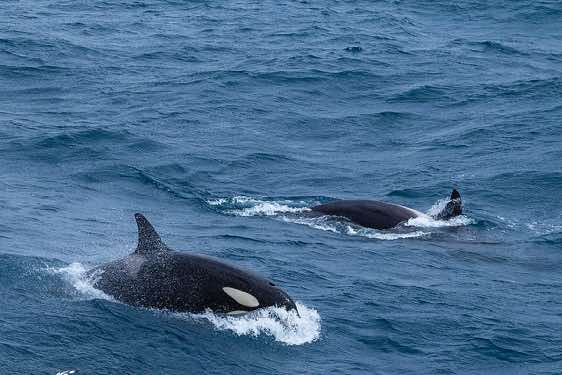 Two orcas or killer whales, South Georgia