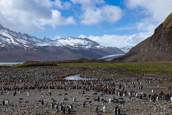 King penguin colony at Fortuna Bay, South Georgia