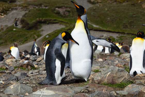 King penguins at Fortuna Bay, South Georgia