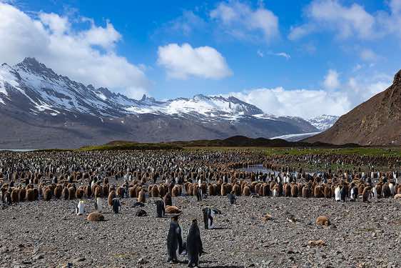 Thousands of King penguins at Fortuna Bay, South Georgia