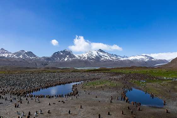 Panoramic view of the huge King penguin colony at Fortuna Bay, South Georgia