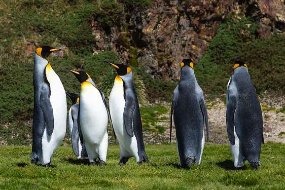 King penguins at Fortuna Bay, South Georgia