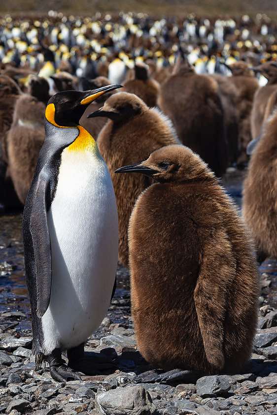 King penguin with chick at Fortuna Bay, South Georgia