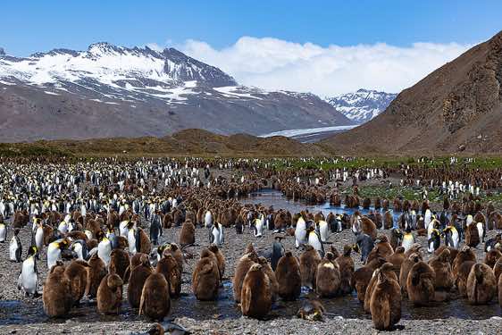 Thousands of King penguins and their chicks at Fortuna Bay, South Georgia