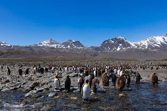 King penguins and their chicks resting and molting in the small streams and pools at Fortuna Bay, South Georgia