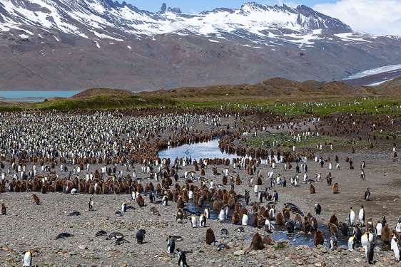 King penguin colony at Fortuna Bay, South Georgia