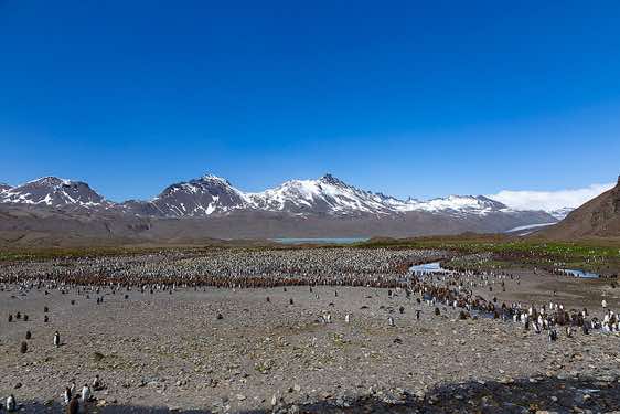 Panoramic view of the huge King penguin colony at Fortuna Bay, South Georgia