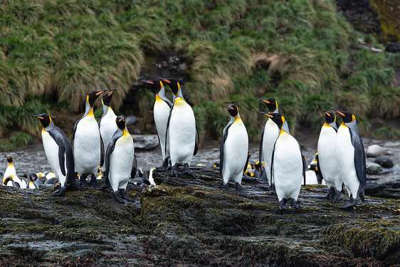 King penguins, St. Andrews Bay, South Georgia
