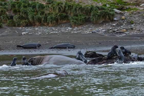 Elephant seals in the water, St. Andrews Bay, South Georgia