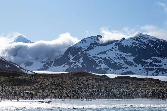 King penguin colony at St. Andrews Bay, South Georgia