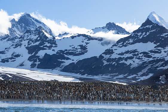 King penguin colony at St. Andrews Bay, South Georgia