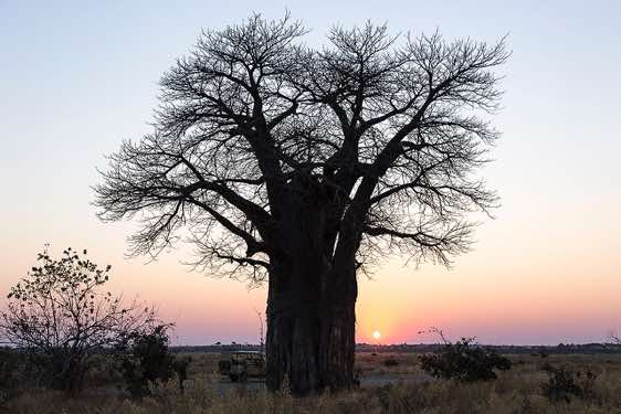 Baobab tree (Adansonia digitata) at sunset, Savuti region, Chobe National Park