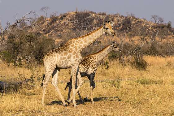 Giraffes, Savuti region, Chobe National Park