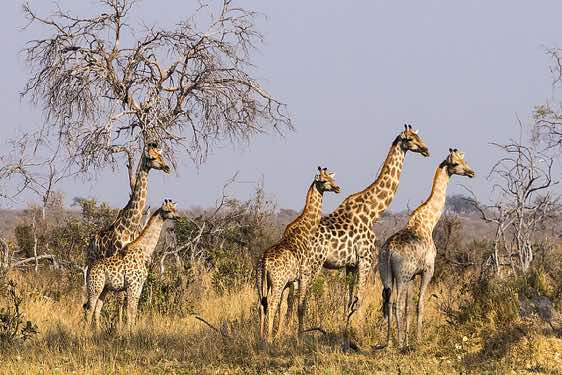 Group of giraffes, Savuti region, Chobe National Park