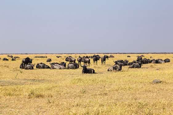 Herd of wildebeests, Savuti region, Chobe National Park