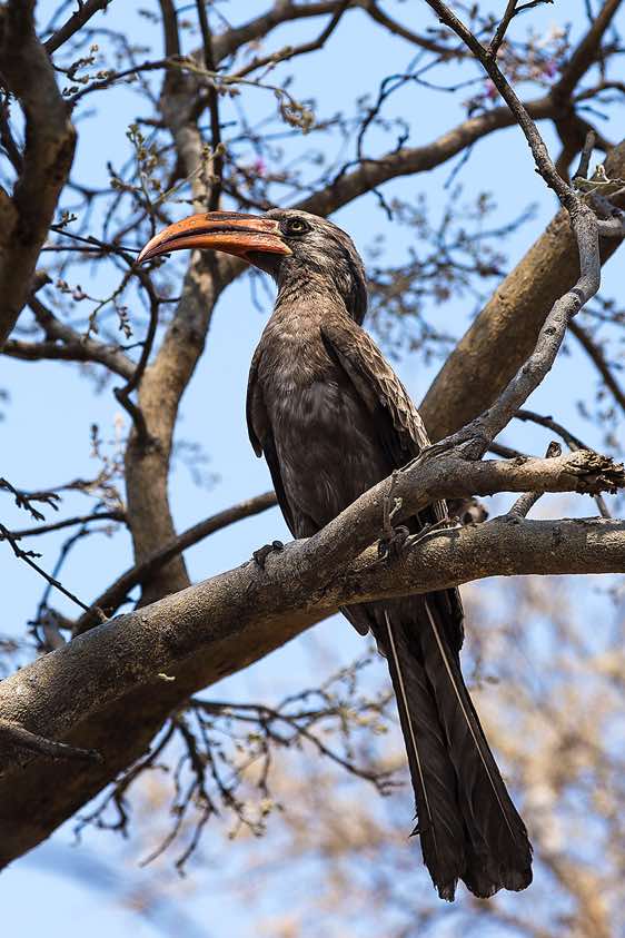 Bradfield’s hornbill (Lophoceros bradfieldi), Savuti region, Chobe National Park