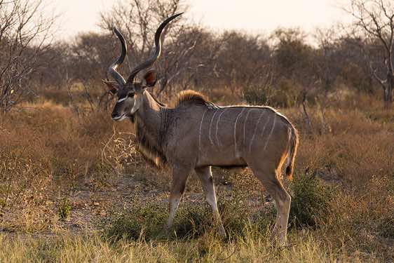 Male Kudu, Savuti region, Chobe National Park