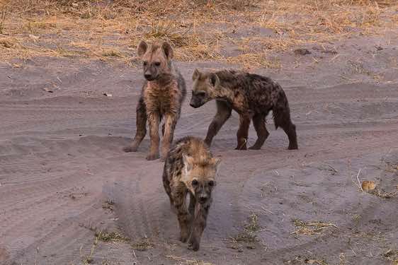 Young Hyenas, Savuti region, Chobe National Park