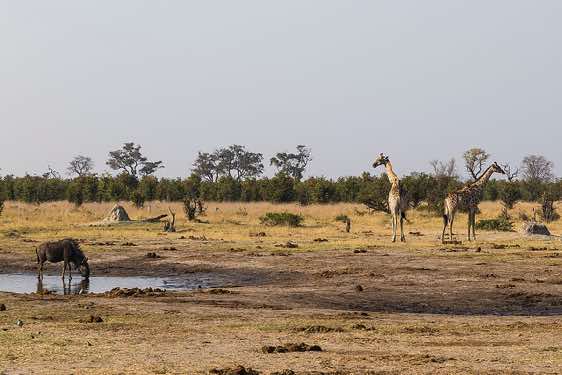 Waterhole en route from Savuti to Moremi Game Reserve