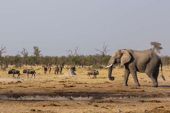 Elephant at waterhole en route from Savuti to Moremi Game Reserve
