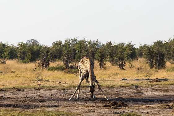 Giraffe at waterhole en route from Savuti to Moremi Game Reserve