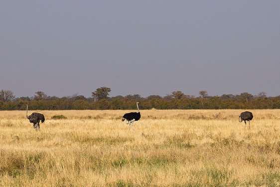 African Ostrich spotted en route from Savuti to Moremi Game Reserve
