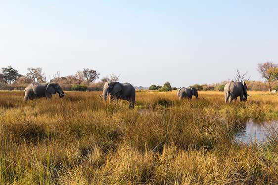 Group of elephants, Moremi Game Reserve