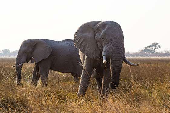 Elephants, Moremi Game Reserve