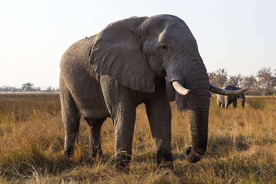 Elephant, Moremi Game Reserve