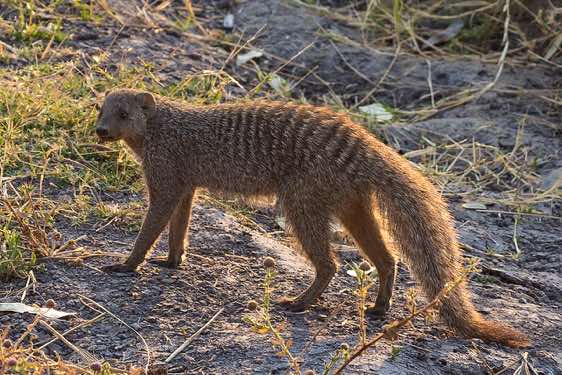 Banded Mongoose, Moremi Game Reserve