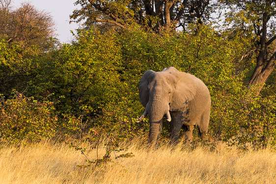 Elephant, Moremi Game Reserve
