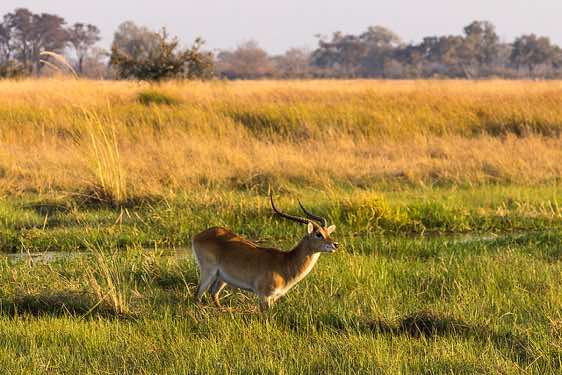 Male Red Lechwe, Moremi Game Reserve