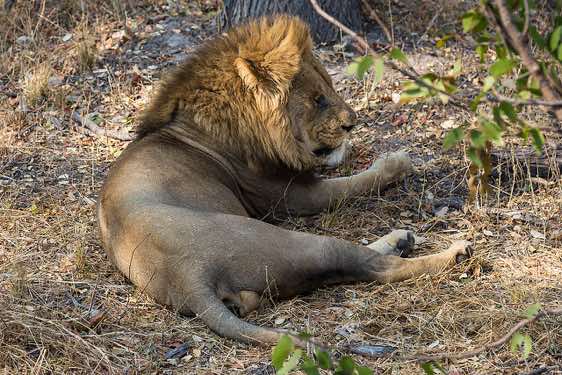 Male lion, Moremi Game Reserve