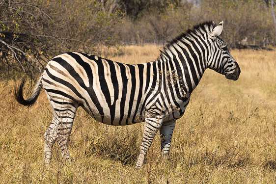 Burchell's zebra, Moremi Game Reserve