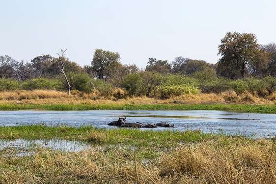 Hippopotamous, Moremi Game Reserve