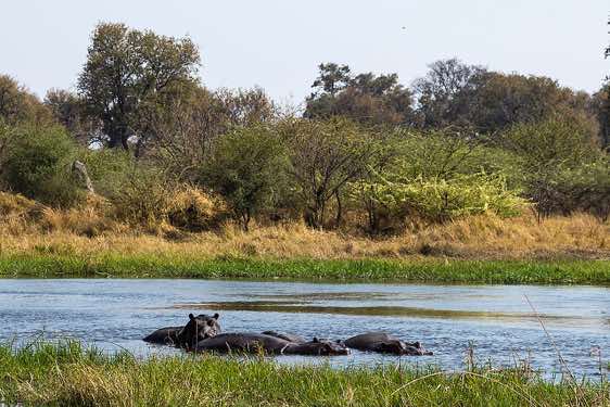 Hippopotamous, Moremi Game Reserve