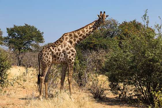 Girafffe, Chobe National Park