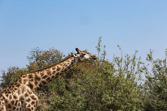 Girafffe, Chobe National Park
