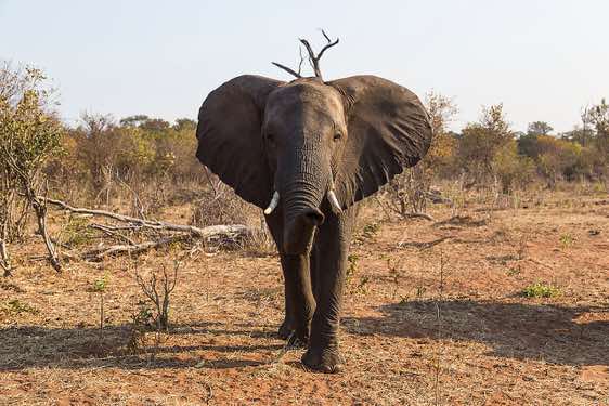 Approaching elephant, Chobe National Park